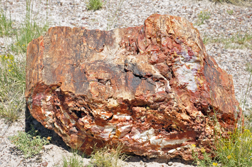 Petrified wood at Petrified Forest Giant Logs Trail